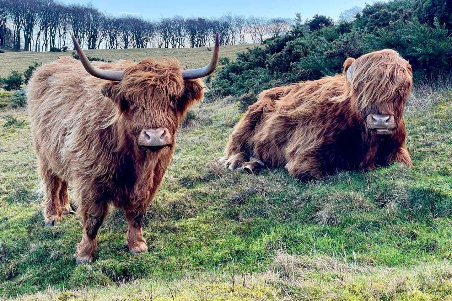 Edinburgh: Highland Cow Hike