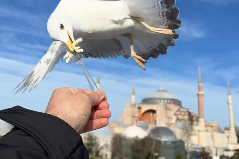 Istambul: Excursão de 1 dia ao melhor da cidade com transferes
