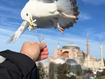 Istanbul: Das Beste der Stadt Ganztagestour mit Transfers