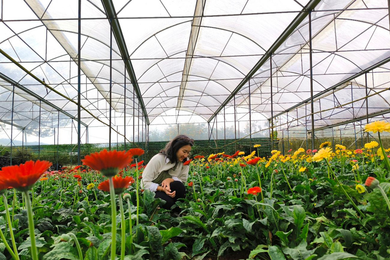 DaLat : Langbiang Moutains , Datanla Waterfall , Crazy House