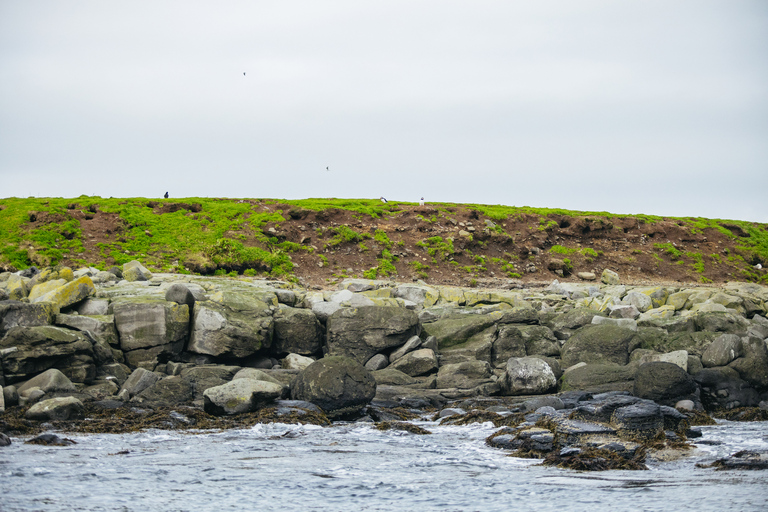 Reykjavik: Puffin Watching Boat Tour