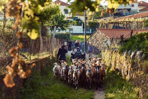 2-godzinna wycieczka quadem - Arcos de Valdevez - Peneda Gerês