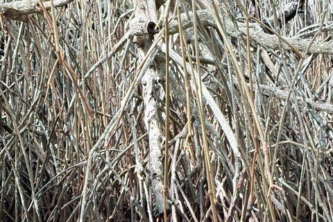 Bentota: River Boat Safari and Tuk-Tuk Ride with Pickup-Drop