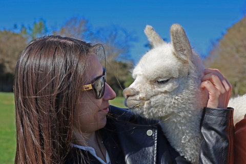 From Christchurch: Alpaca Farm Tour with Feeding and Guide