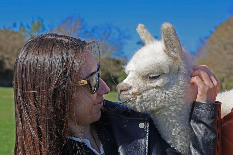 From Christchurch: Alpaca Farm Tour with Feeding and Guide