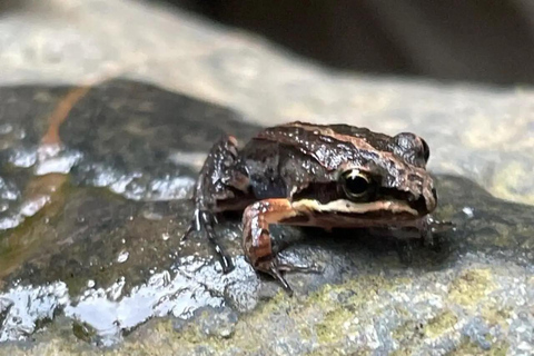 El Yunque &amp; Piñones Tour; Caminha, come e relaxa como um local