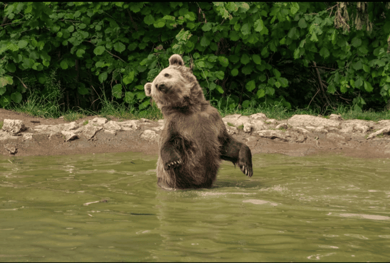 Brasov: Bear Sanctuary, Bran Castle & Rasnov Fortress Tour