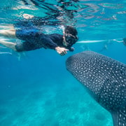 Oslob: Whale Shark Watching, Sumilon Island & Monkeys
