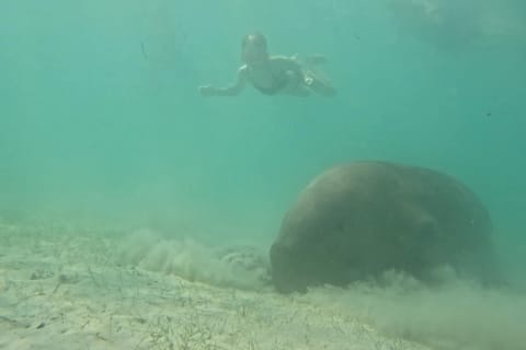 Dugong Watching Tour with Snorkeling - Image 2