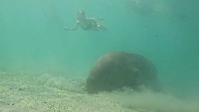 Dugong Watching Tour with Snorkeling