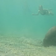 Dugong Watching Tour with Snorkeling