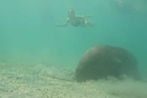 Dugong Watching Tour with Snorkeling - Image 3