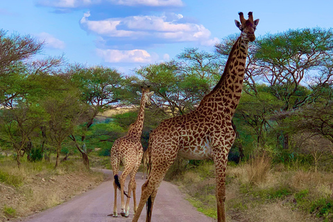 Nairobi: National Park, Karen Blixen Museum & Beads Safari