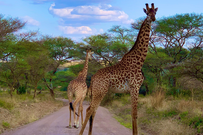 Nairobi: National Park, Karen Blixen Museum & Beads Safari