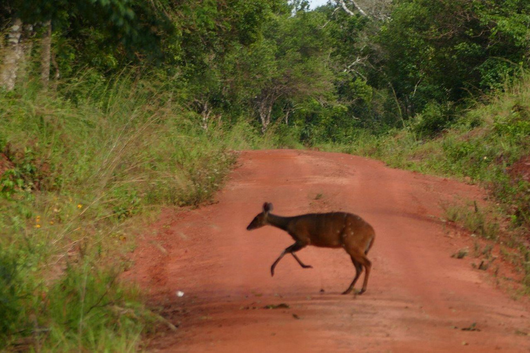 Kwale: Private day tour to Shimba Hills with Picnic lunch