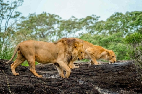 11-daagse safari naar het beste van Oeganda11 Dagen Beste van Oeganda Safari