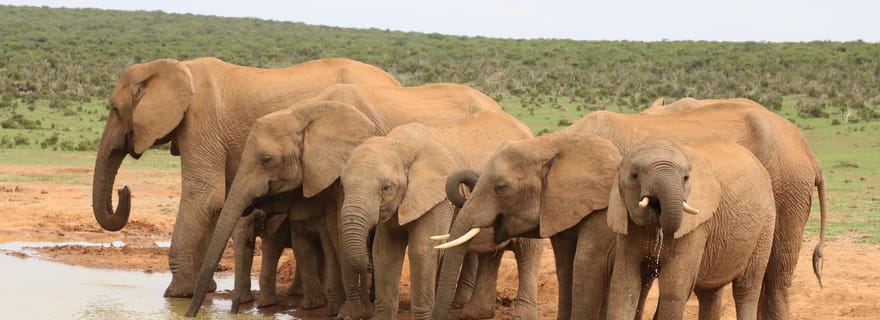 Depuis Cochin : Thekkady - Circuit de 2 jours avec safari en jeep