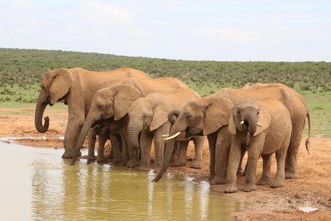 Desde Cochin: Excursión de 2 días a Thekkady con Safari en Jeep