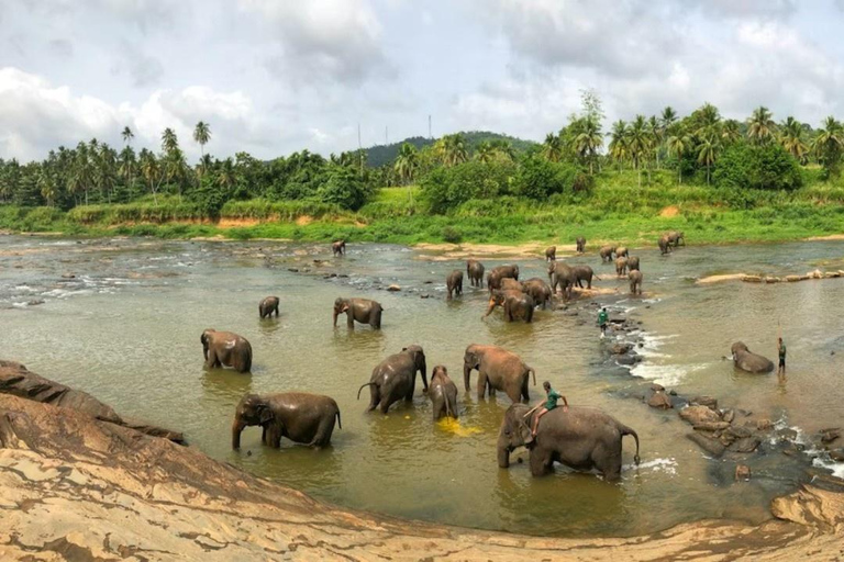 Pinnawala Elephants & Spice Garden: Private Guided Tour