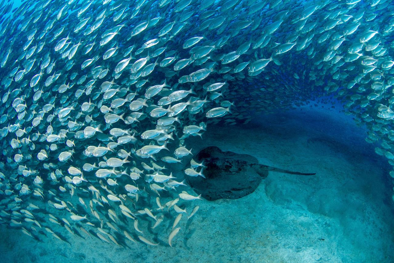 Tenerife: Private Scuba Diving Experience for Every Level