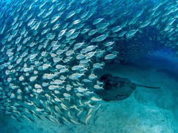 Tenerife: Experiencias de buceo para todos los niveles