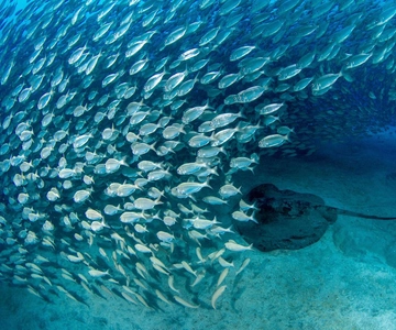 Tenerife: Scuba Diving Experience for Every Level