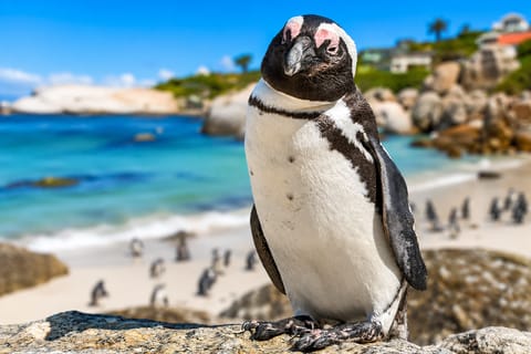 Private Peninsula Tour: Table Mountain, Cape Point, Penguins