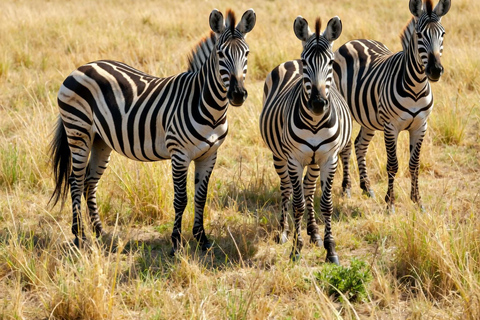 Kampala: 4-Day Western Uganda Safari with Meals