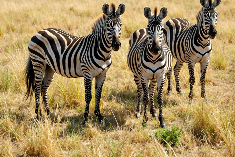 Kampala: 4-Day Western Uganda Safari with Meals