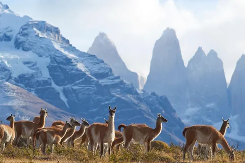 Journée complète dans le parc national Torres del Paine depuis El Calafate
