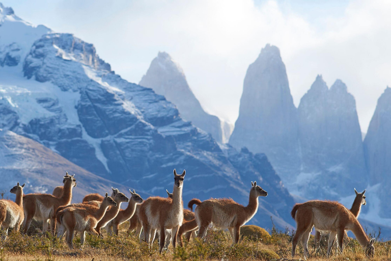 Journée complète dans le parc national Torres del Paine depuis El Calafate