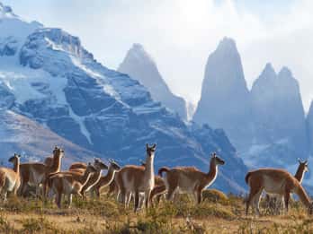 Volledige dag naar Nationaal Park Torres del Paine vanuit El Calafate
