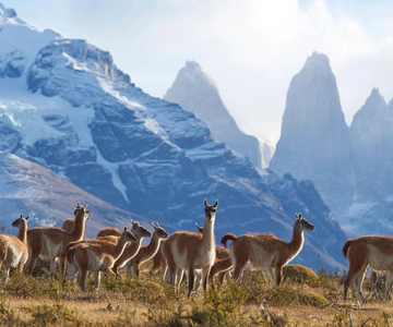 Giornata intera al Parco Nazionale Torres del Paine da El Calafate