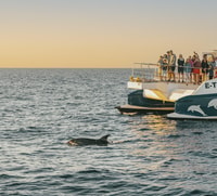 Port d'Alcudia, Sunrise at Sea & Dolphin Watching Boat Tour - Housity