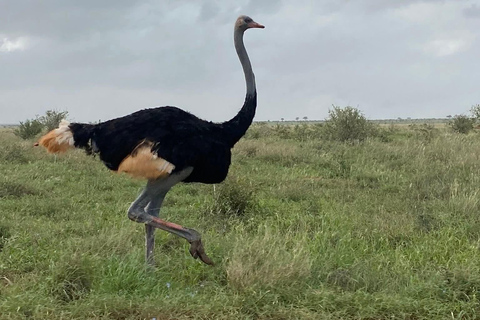 Mombasa: 3-Day Tsavo East/West & Kilimanjaro Views Safari