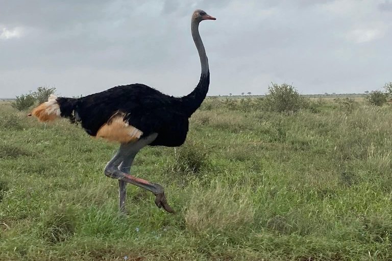 Mombasa: 3-Day Tsavo East/West & Kilimanjaro Views Safari