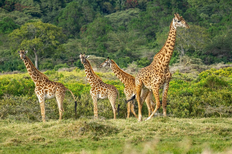 Zanzibar: safari di 2 giorni nel parco nazionale di Mikumi con traghetto