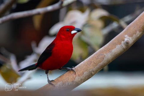 São Paulo & Atlantic Forest: Serra do Mar State Park Tour