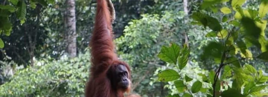 Bukit Lawang : 3 jours de randonnée dans la jungle avec hébergement en auberge