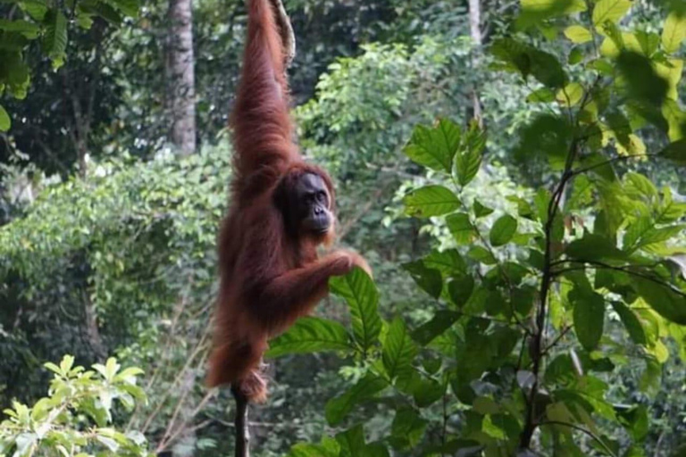 Sumatra: 3-Day Unique Jungle Experience & Exploring Wildlife