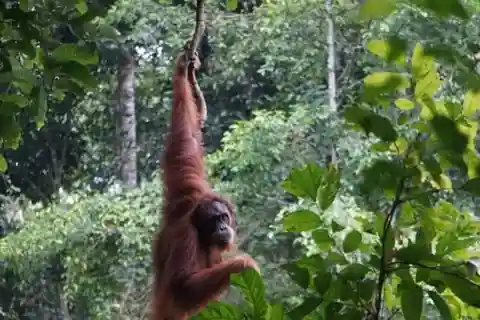 Bukit Lawang: 3-Day Jungle Trek & Stay Overnight