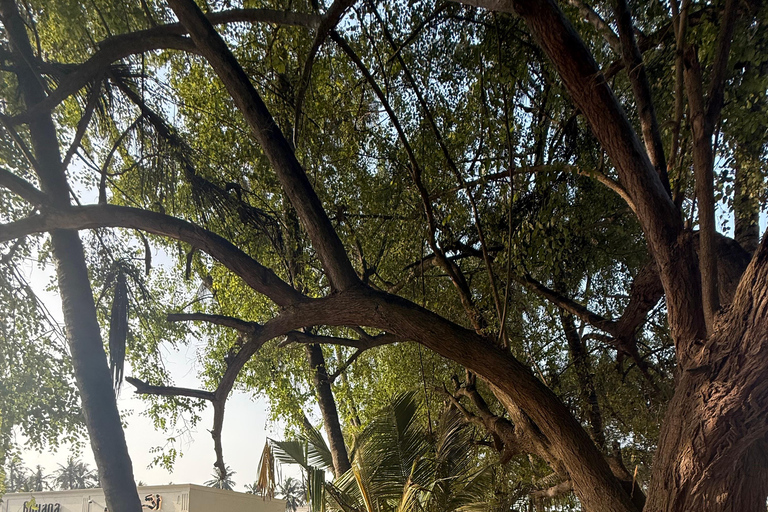 Salalah Highlights Tour: Heritage Sites, Markets &amp; Beach