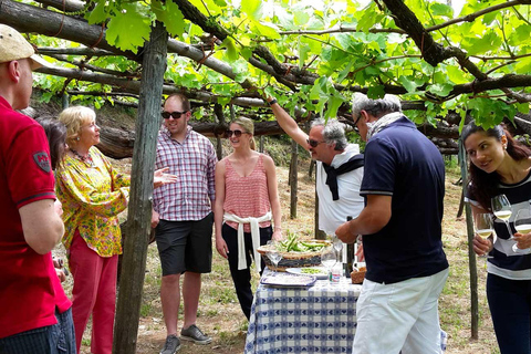 From Positano: Amalfi Coast Tour and Wine Tasting with Lunch