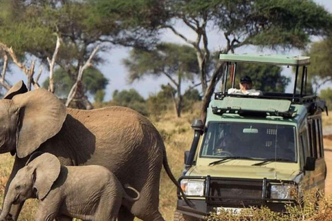 7 jours de safari au Kenya et de safari à la plage de Diani