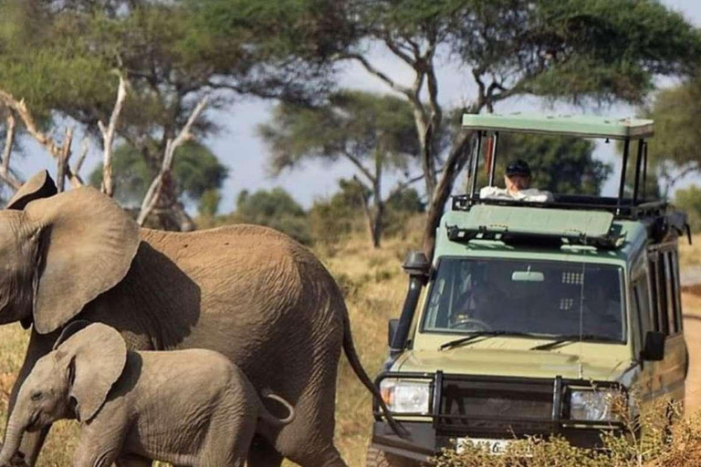 7 giorni di safari nella natura del Kenya e safari sulla spiaggia di Diani