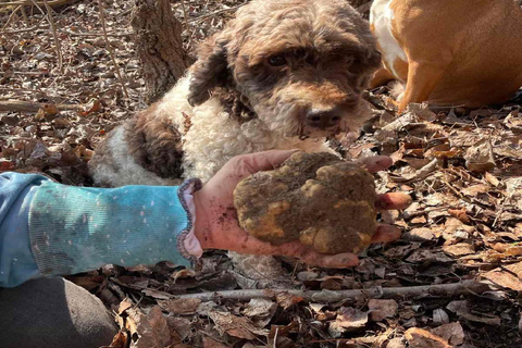 Circuit de chasse à la truffe, Serbie