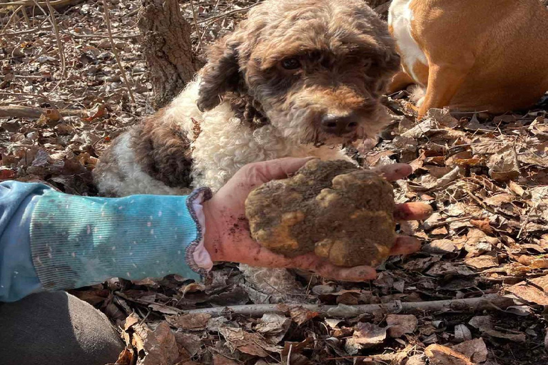 Truffle Hunting Tour, Serbia