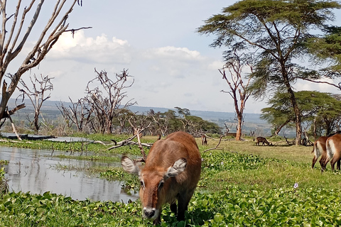 "Lake Naivasha Day Trip & Scenic Boat Ride Adventure"