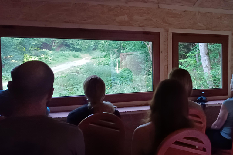 Brașov: 4-Hour Bear Watching Tour in Carpathian Mountains