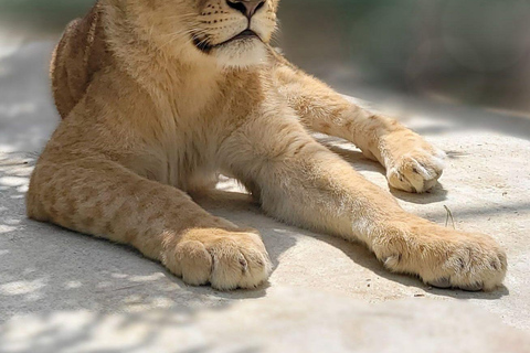 Lion Safari & Splash Feast in Green Canyon w/Lunch From Antalya